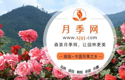 月季网-中国月季批发交易平台(图1)