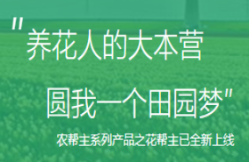 花帮主网
