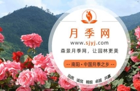 月季网-中国月季批发交易平台